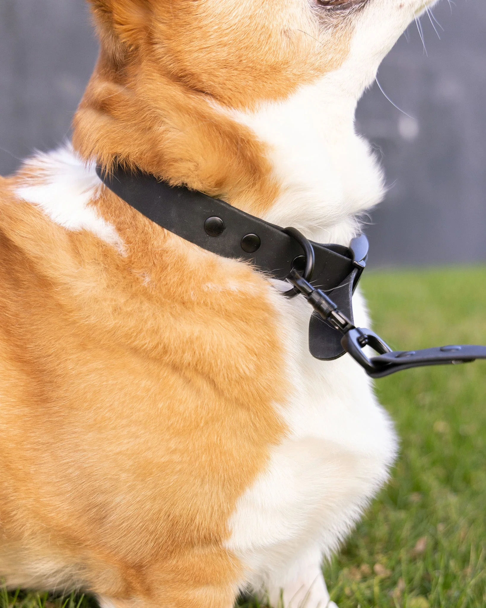 Dixxon Rubber Dog Collar - Black - Image 3
