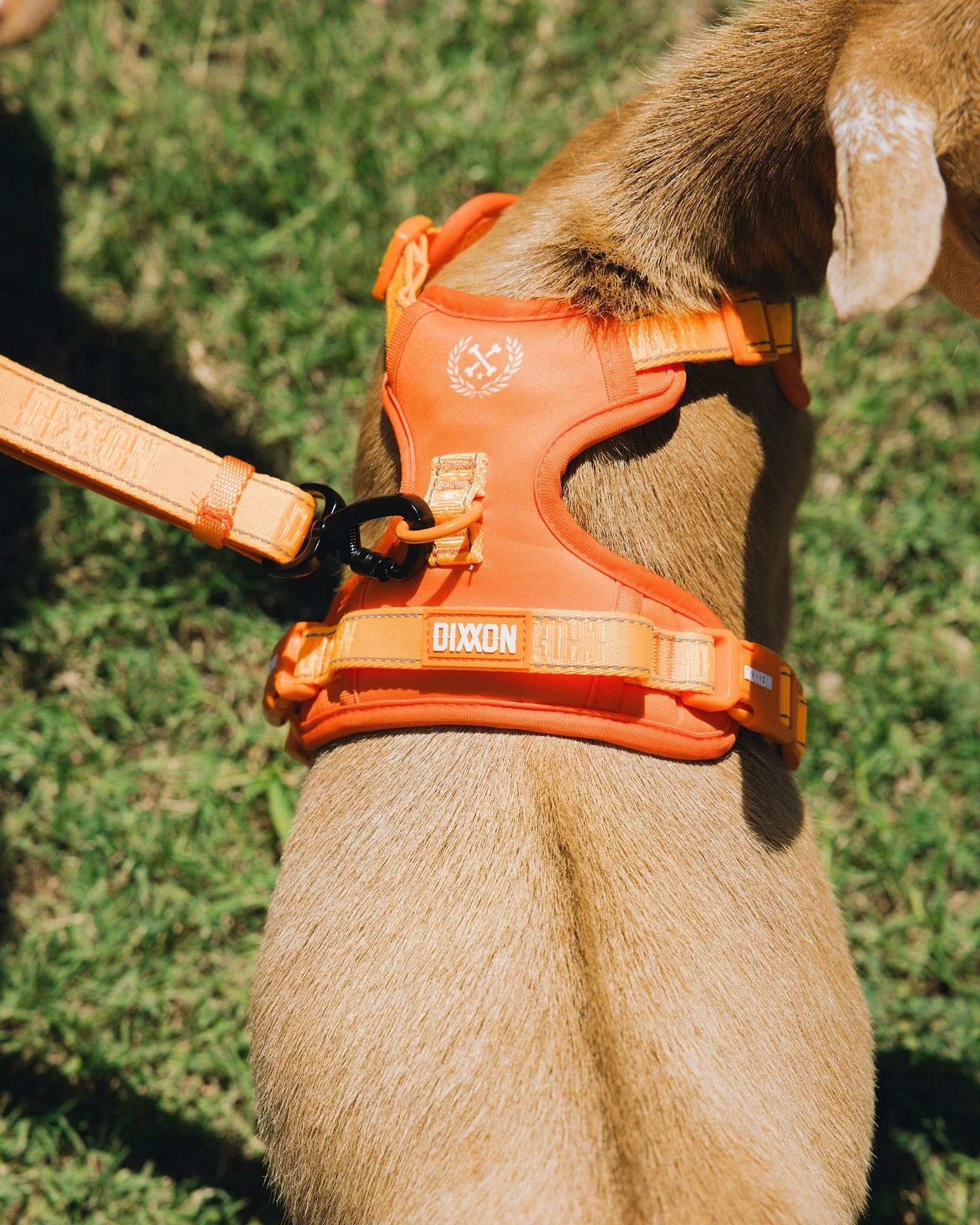 Mesh Dog Harness - Floro Orange - Image 2