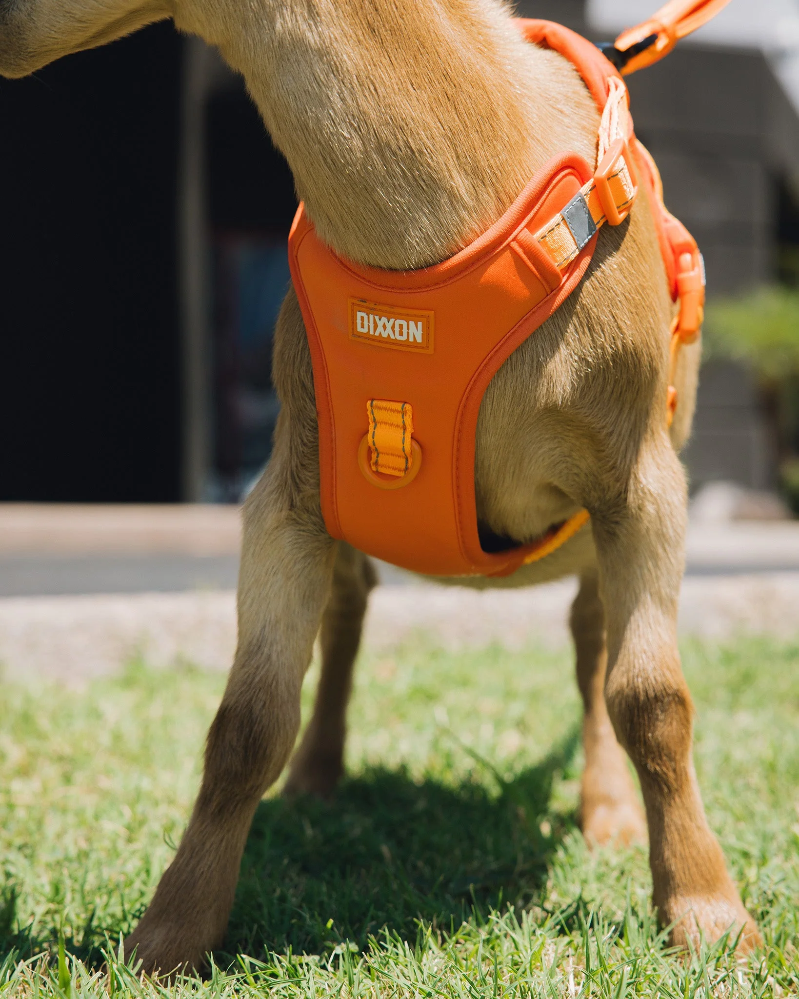 Mesh Dog Harness - Floro Orange - Image 3