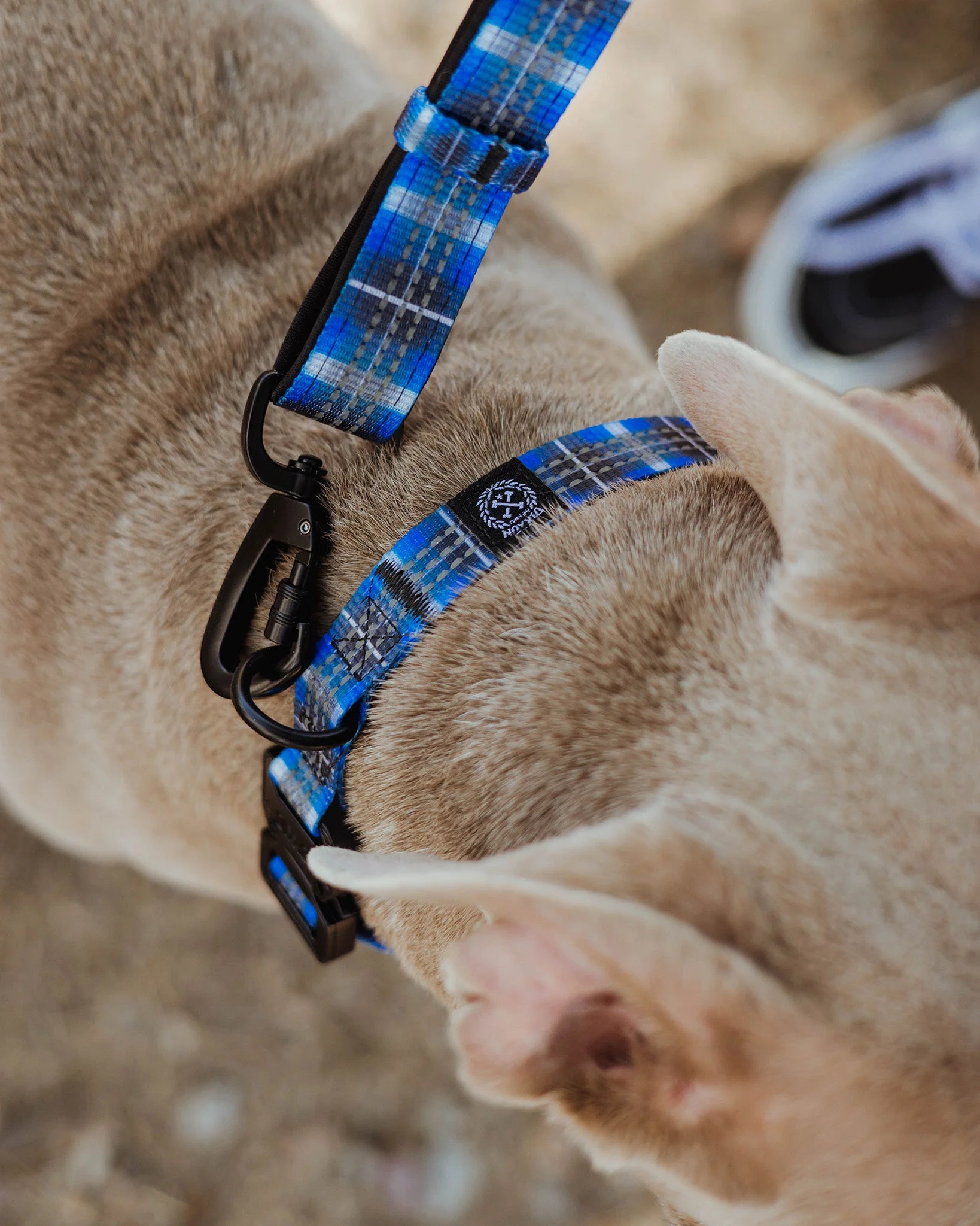 Polyester Dog Collar - Aruba - Image 2