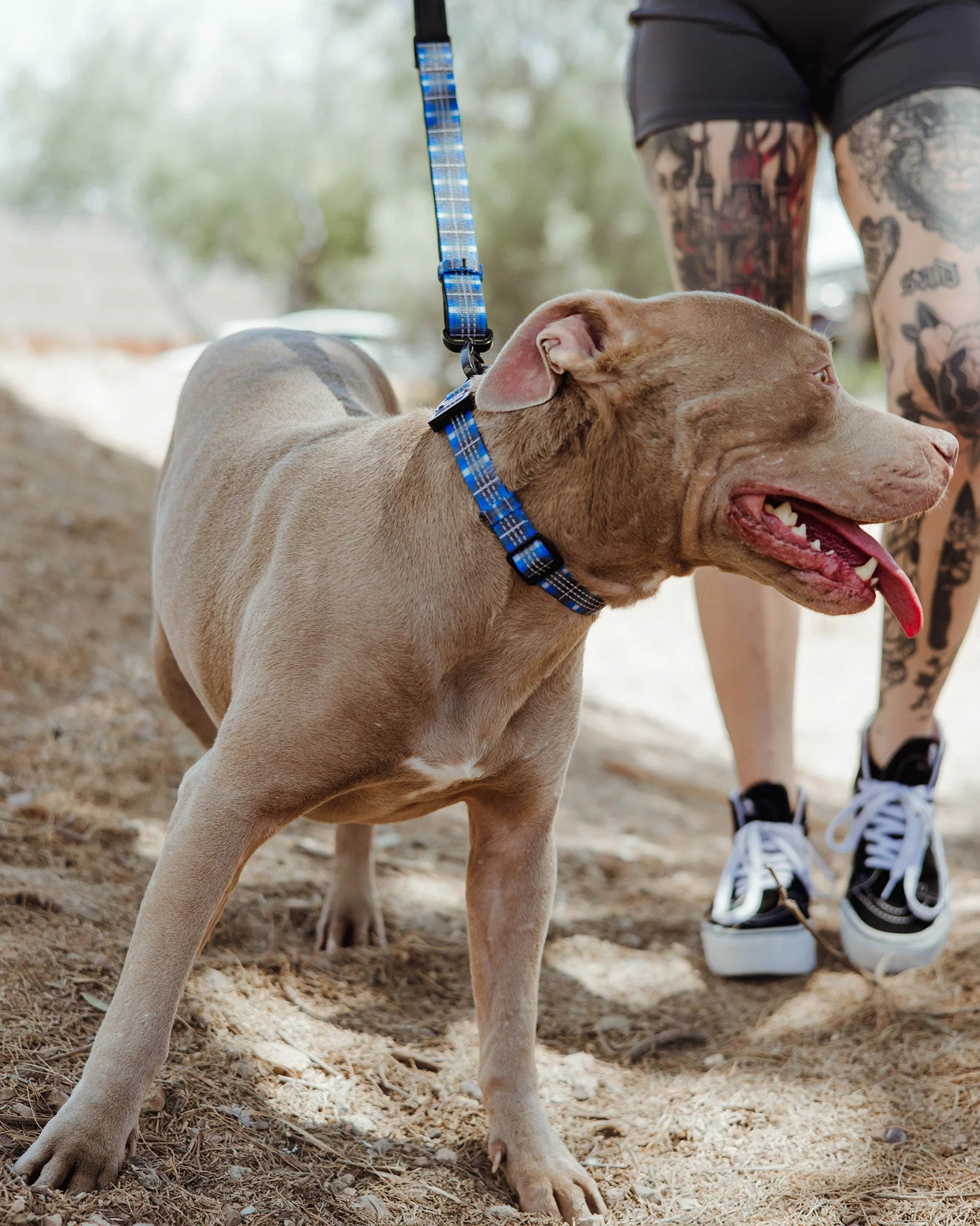 Polyester Dog Collar - Aruba - Image 3